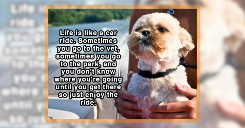 26 dog memes | thumbnail includes one meme including 'Life is like a car ride. Sometimes you go to the vet, sometimes you go to the park, and you don't know where you're going until you get there so just enjoy the ride.'