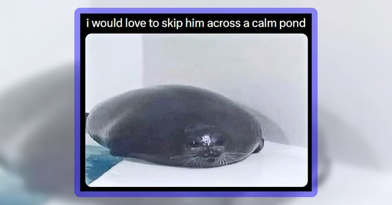 11 seal memes, 7 walrus memes, 10 sea lion memes | thumbnail includes one meme including 'i would love to skip him across a calm pond'