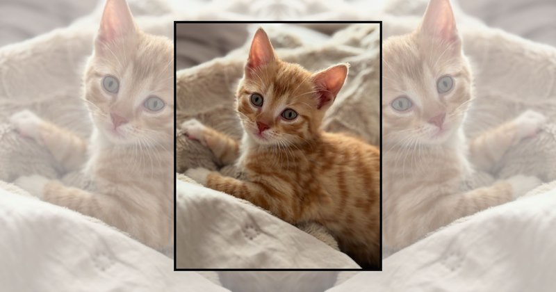 smol kittens tiny kitty kitty smol cute kittens Cats - 46939909
