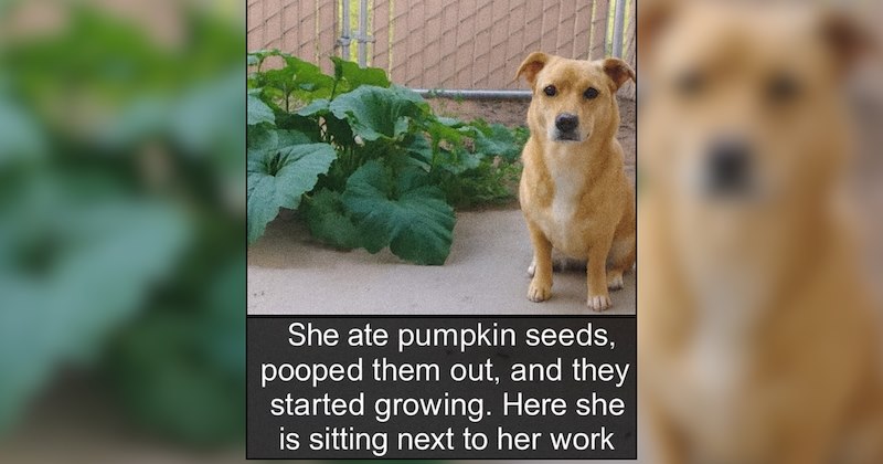 22 Nostalgic Doggos to Unleash Your Inner Autumn Child 