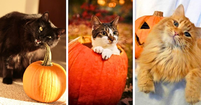 30 cat with pumpkin pictures | thumbnail includes 3 pictures of cats with pumpkins
