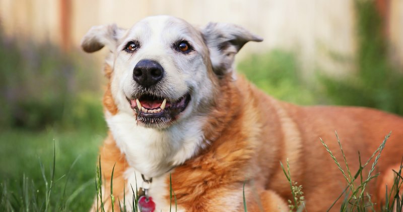 ‘What’s the smallest thing your senior dog does that melts your heart?’: Tender tales of canine love that only grows with age