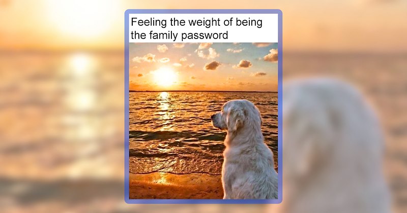 20 dog memes | thumbnail includes one meme including 'Feeling the weight of being the family password'