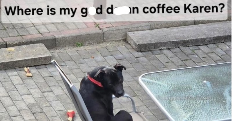 27 Saucy Animal Memes Add some Fluffy Flavor Your Dry Workday | thumbnail includes one image which shows a black dog sitting on chair next to table ‘Where is my coffee Karen?’