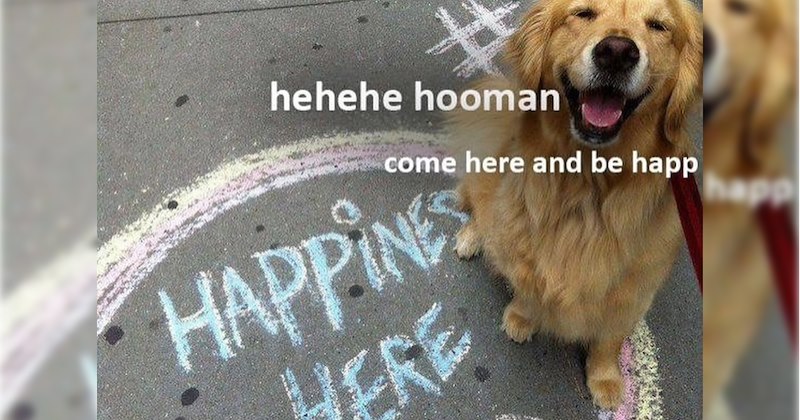 27 Howlsome Pupper Posts to Put Some Pawsitivity in Your Pipe as You Slide into Weekend | thumbnail includes one image which shows a smiling dog sitting on pavement ‘heheh hooman’ ‘come here and be happ’ ‘happiness here’