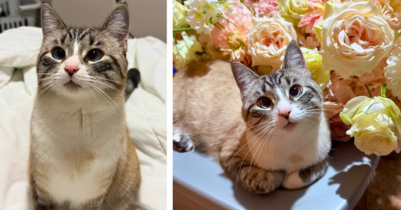 Story of kitten rescue from blizzard | Thumbnail includes two pictures of a cross-eyed kitten