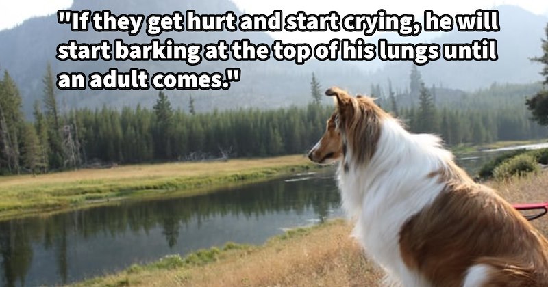‘My dog thinks it’s job to look after kids.’: rough collie takes pawtecting his young family members from harm very seriously, much to delight adults dismay of kids | thumbnail includes one image which shows a rough collie siting on lake edge forest ‘“If they get hurt and start crying, he will start barking at the top of his lungs until an adult comes.”’