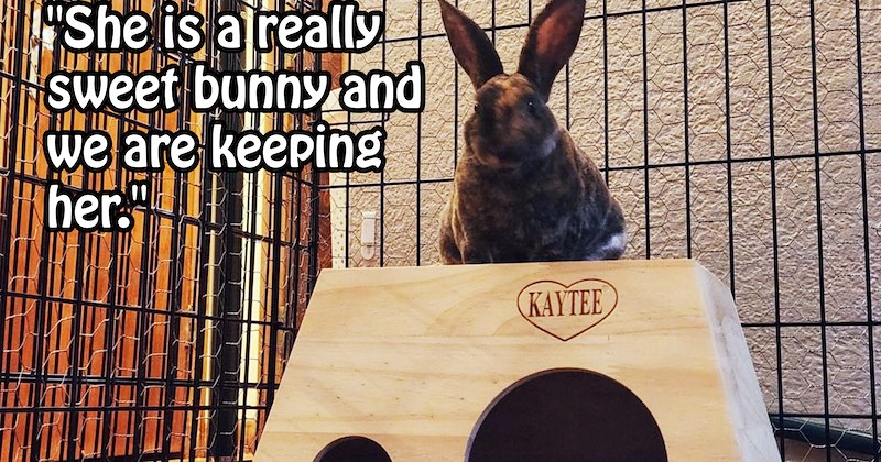 ‘Surprise, you now have rabbit.’: Unsuspecting hooman gets trapped by bunny distribution system falls in love with fluffy furever friend | thumbnail includes one image which shows a black and brown bunny rabbit sitting on wooden hutch in metal cage ‘“She is a really sweet bunny and we are keeping her.”’