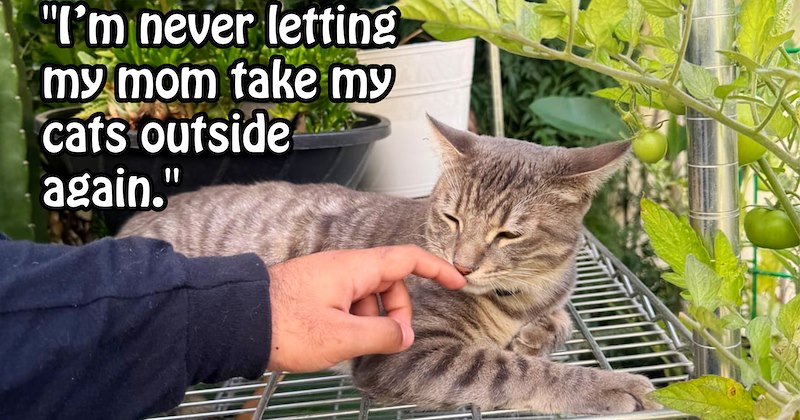 ‘I literally just started crying my eyes out when I picked him up.’: Catnapped feline saved reunited with family after AirTag alerts caused thieves to dump cat by roadside | thumbnail includes one image which shows a gray tabby cat lying on shelf sniffing finger ‘“I’m never letting my mom take my cats outside again.”’