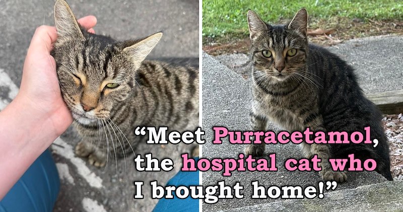 story about a cat's previous owners not taking him back when contacted and the cat being adopted by a doctor instead | thumbnail includes two pictures of a cute cat outside 'Meet Purracetamol, the hospital cat who I brought home!'