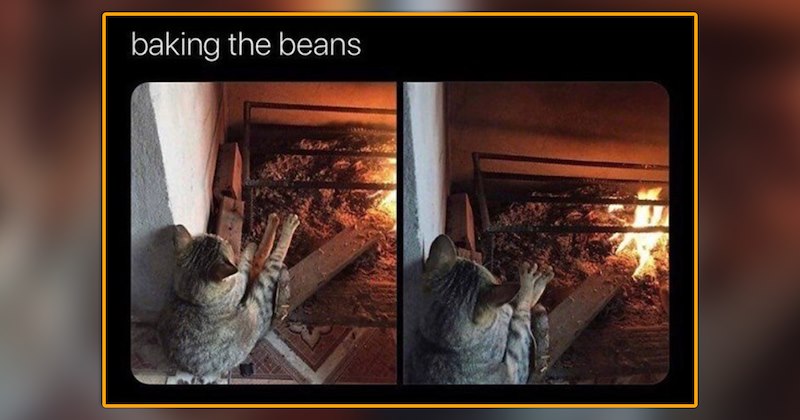 funny and wholesome cat memes | thumbnail includes one meme of a cat sitting next to a fireplace with its legs extended 'baking the beans'