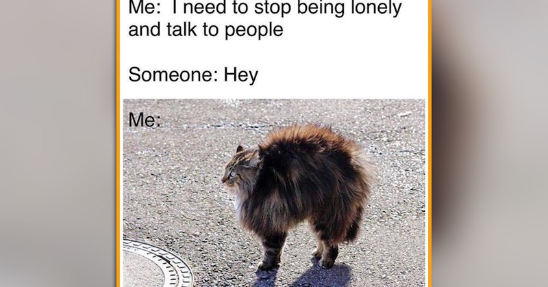 funny and wholesome cat memes | thumbnail includes one meme of a spooked cat 'Me: I need to stop being lonely and talk to people Someone: Hey Me:'