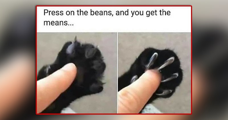 funny and wholesome cat memes | thumbnail includes one meme of a person touching a black cat's toe 'Press on the beans, and you get the means...'