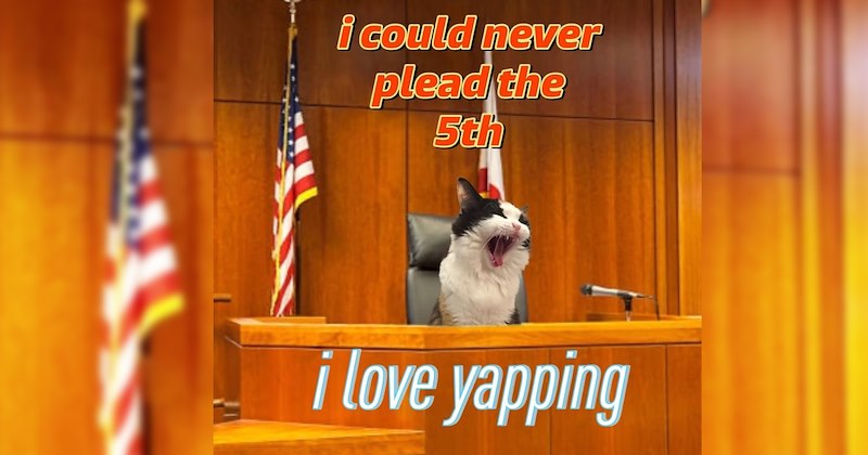 27 Feisty Feline Funnies Add Fuel Fire Burning in your Burned Out Brain | thumbnail includes one image which shows a cat talking from judge podium ‘I could never plead the 5th’ ‘i love yapping’