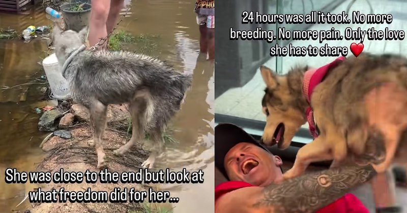 ‘She’d been chained for years used for breeding.’: Thai husky given hope home after being saved flood waters rediscovers how to happy | thumbnail includes two images one image shows a skinny wet husky surrounded by flood water ‘She was close to the end but look at what freedom did for her…’, the other image shows a smiling man on floor with husky on top ‘24 hours was all it took. No more breeding. No more pain. Only the love she has to share’