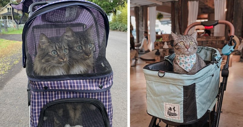 29 cat pictures | thumbnail includes two pictures of cats 