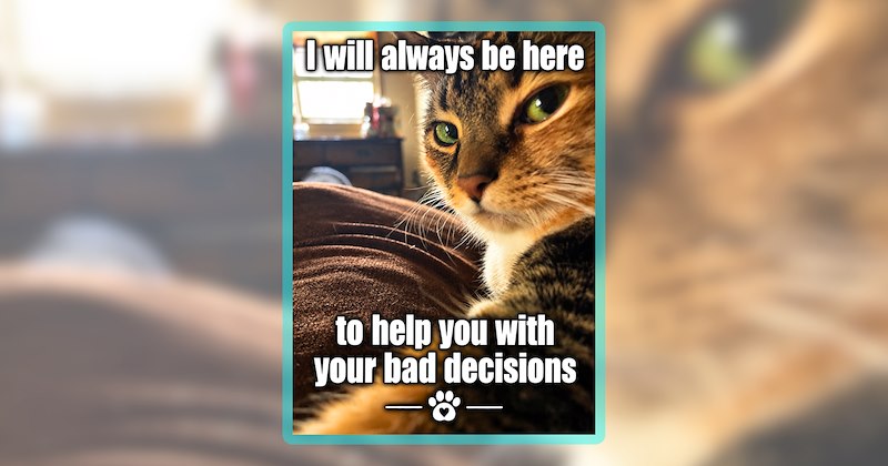 53 cat memes | thumbnail includes one meme including ''