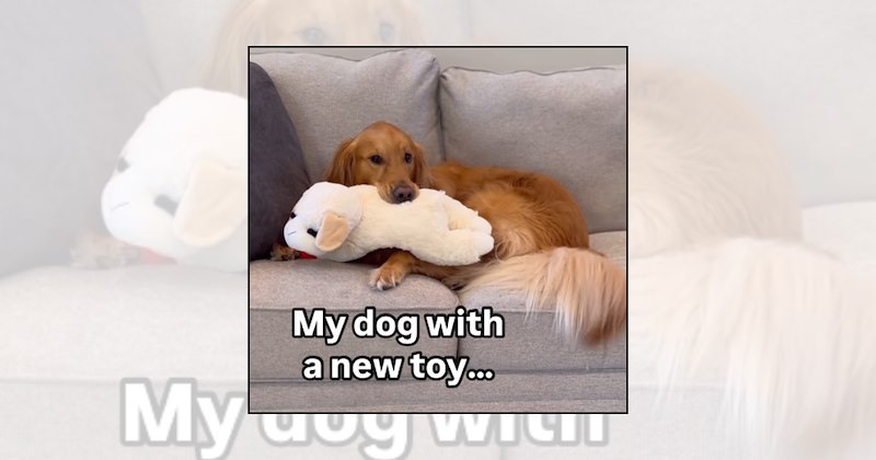 Doggos dog pictures chew toys dogs chewing toys funny dogs dog toys dow owners - 46956549