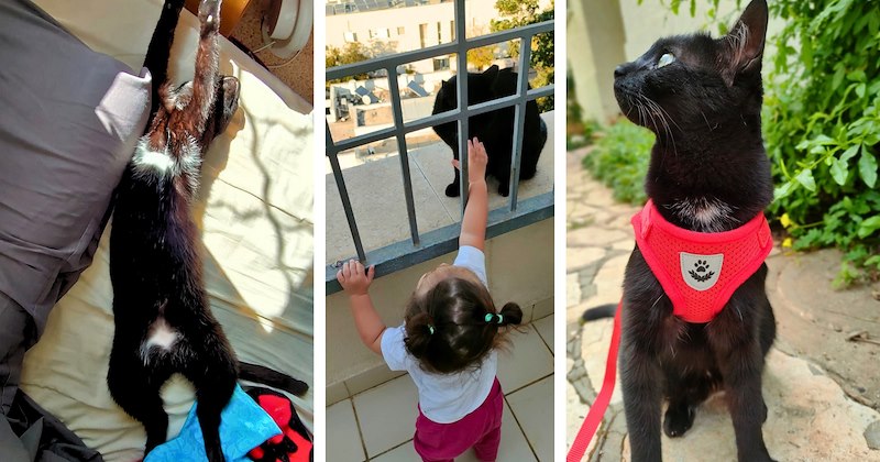 wholesome cat I Can Has Cheezburger heartwarming cute adopted happy ending story happy Cats Cats - 46958597