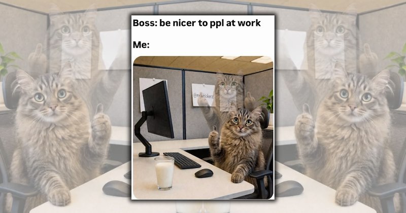 funny cat memes feline funnies cute cats hilarious cat memes Cats Cats - 46959109