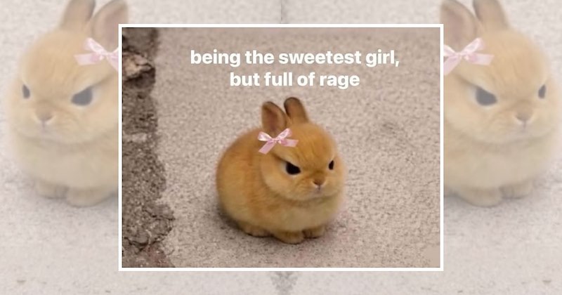cute animals wholesome animals tiny animal memes animal memes Animals - 46959365
