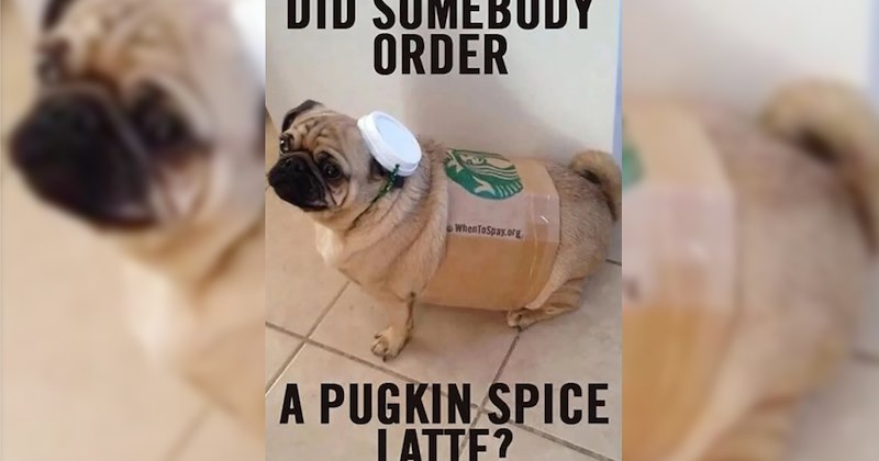 26 Heartwarming Dog Memes that Feel Like Sipping Warm Chimken Soup for Soul | thumbnail includes one image which shows a pug dressed as starbucks up ‘did somebody order’ ‘a pugkim spice latte?’