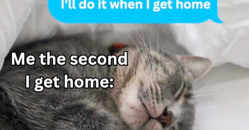 27 Inawwcent Cat Memes fur Fluffy Little Fur Babies Who Worked Too Hard this Week | thumbnail includes one image which shows a gray tabby kitten sleeping on bed ‘Ill do it when i get home’ ‘Me the second I get home:’