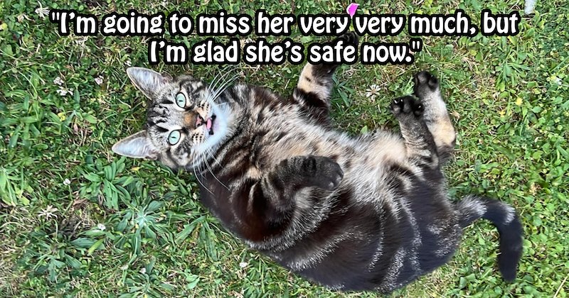 ‘She'd been missing for over year!’: Cat lover turned pet detective battles fake pawrents to find neglected cat’s real owners reunite fur family over mile away | thumbnail includes one image which shows tabby cat lying on back on grass ‘“Im going to miss her very very much, but im glad shes safe now.”’