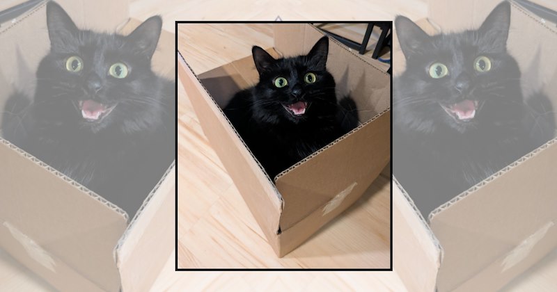 cats in boxes wholesome cats cat pilates funny animals Cats - 46961157