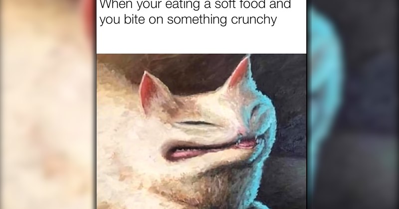 wholesome hilarious funny memes purrfect Memes cute cats funny cats feline hissterical funny felines Cats funny animals pawdorable cat memes Cats - 46961669