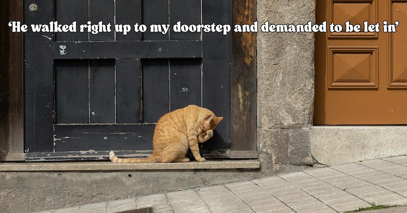 23 pictures of cats and text | thumbnail includes one picture of a cat and one picture of text including '‘He walked right up to my doorstep and demanded to be let in’' 