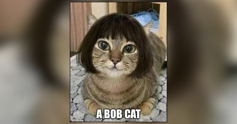26 cat memes | thumbnail includes one meme and one picture of text including '' 