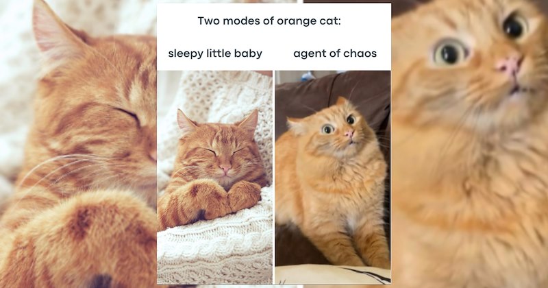 lolcats silly cats wholesome cats adorable cats love cats cute cats funny cats cat photos Cats hilarious cats Cats - 46964229