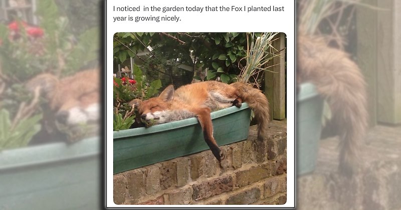 humor dogs animal breeds cute animals comedy silly Cats funny animals Funny Animals - 46964997