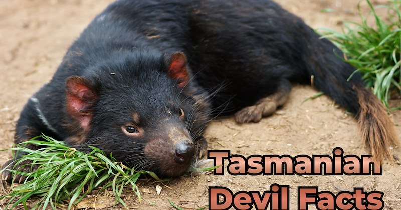 animal photos adorable animals Tasmanian Devil tasmanian devils puppy australia cute animals cute australian wildlife marsupial animals Animals - 46965509