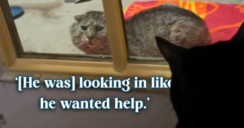 4 cat pictures, 11 cat and text pictures, 1 video | thumbnail includes one cat picture, and ‘[He was] looking in like he wanted help.’