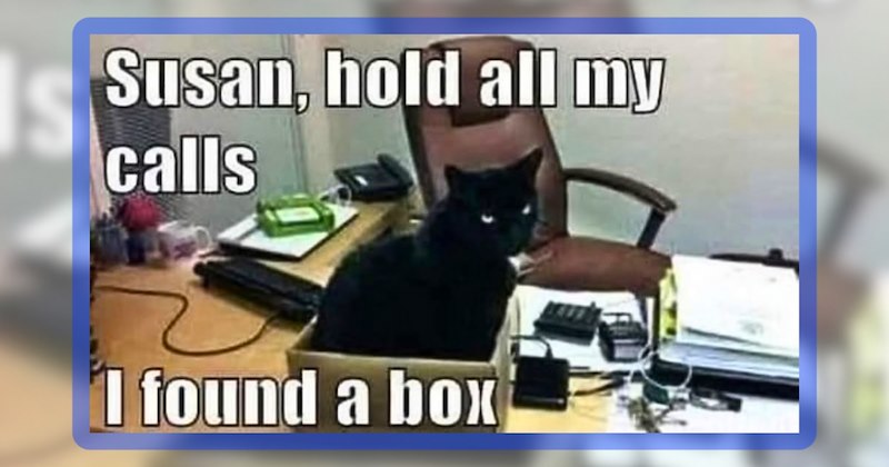 23 cat memes, 1 dog meme | thumbnail includes one meme including 'Susan, hold all my calls I found a box'