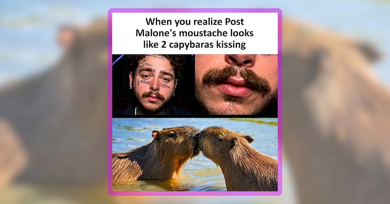 24 animal memes | thumbnail includes one meme including 'When you realize Post Malone's moustache looks like 2 capybaras kissing'