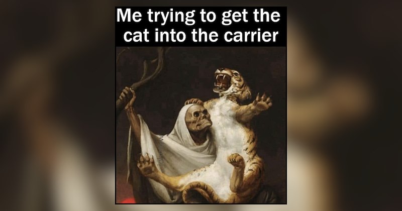 25 cat memes | thumbnail includes one meme and one picture of text including 'Me trying to get the cat into the carrier' 