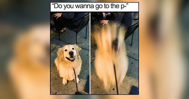 A Daily Walk of Dog Memes Through the Misty Mornings of October