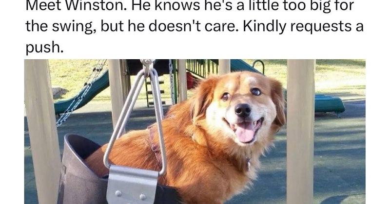  27 Pawsitive Pet Posts Pawfect fur Furgetting About Your Terrible Tuesday | thumbnail includes one image which shows a brown dog sitting on swing in park smiling ‘Meet Winston. He knows hes a little too big for the swing, but he dosen’t care. Kindly requests a push.’