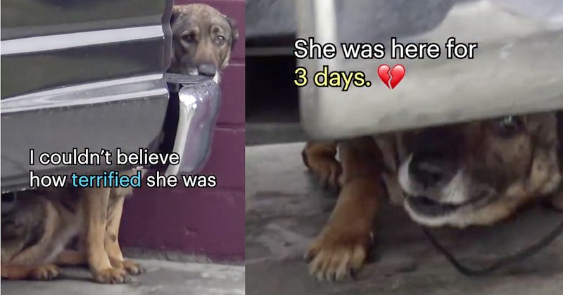 ‘Abandoned German Shepherd cried like human’: Heartbroken pup saved found furever home by rescue after 3 days of intense fear | thumbnail includes two images one image shows a dog scared hiding behind truck ‘I coudlnt believe how terrified she was’, the other image shows a dog hiding under car slip lead around neck ‘She was here for 3 days.’