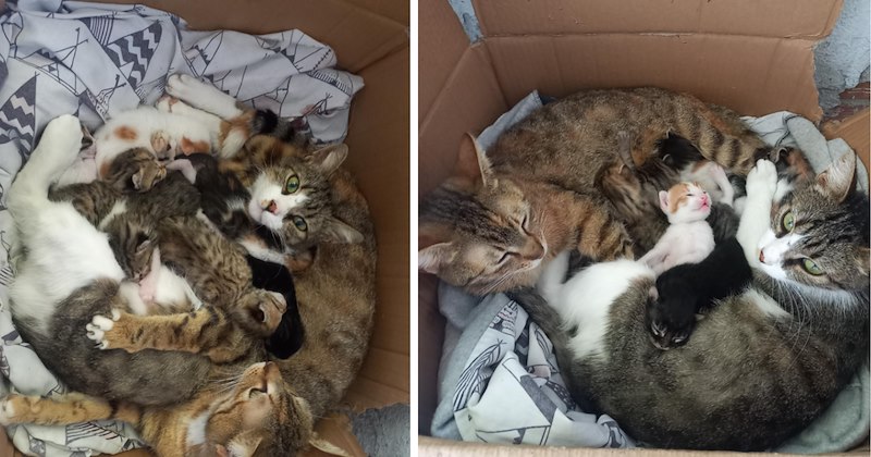 'It takes a village': Cat moms give birth 10 days apart and raise their kittens together in wholesome story of family 