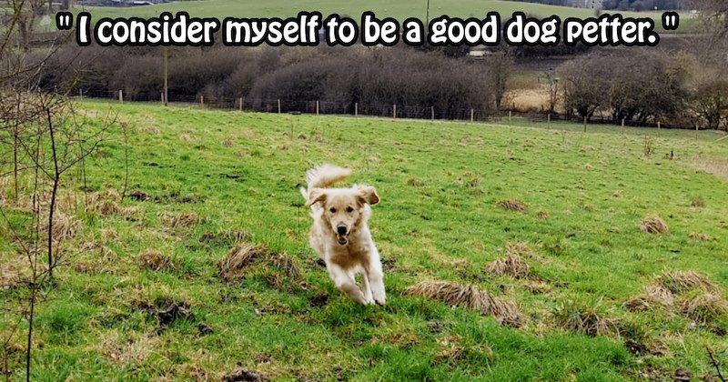 ‘You thought MY CHILD was my DOG??!?!?’: Overzealous dog lover goes to pet pawrent’s pup only to mistakenly pet their kid instead, much to mom’s shock | thumbnail includes one image which shows golden retriever running in field ‘“I consider myself to be a good dog petter.”’