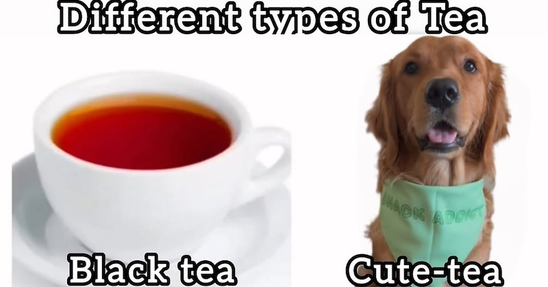 27 Puplifting Golden Retriever Memes to Give you Goofy Good Boy Grin | thumbnail includes one image which shows a cup of tea and a golden retriever ‘Different types of tea’ ‘black tea’ ‘cute-tea’