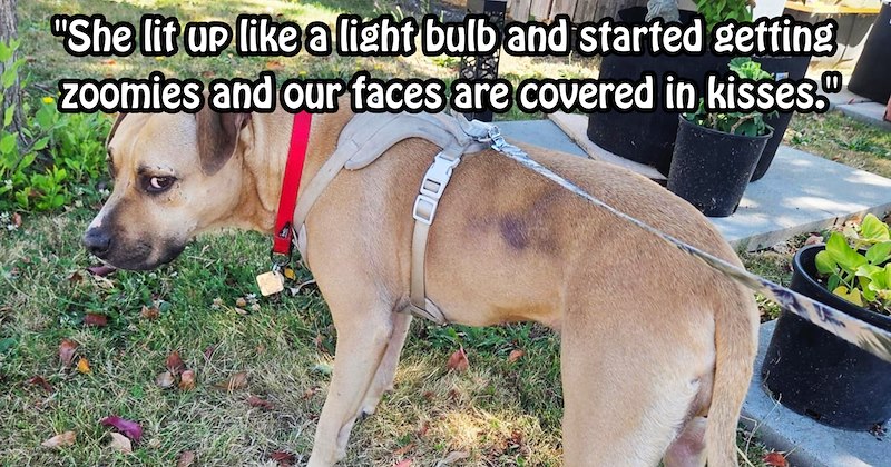 ‘She was cowering very low to ground’: Pup abandoned after owner yelled maniacally at her on Eugene street saved given furever home with rescuers | thumbnail includes one image which shows a scared brown dog wearing gray harness in garden ‘“She lit up like a light bulb and started getting zoomies and our our faces are covered in kisses.”’