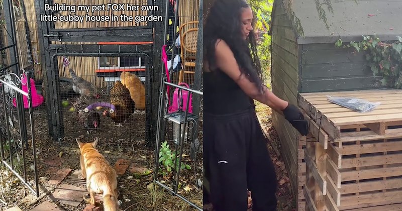 ‘I’m controversial chicken keeper with pet fox’: Vulnerable fox seeks refuge Brit’s garden who adopts builds her furever home so she’ll never be alone again | thumbnail includes two images one image shows a fox sniffing the entrance to chicken coop ‘Building my pet fox her own little cubby house in the garden’, the other image shows a woman using zip ties to build a small house out of pallets