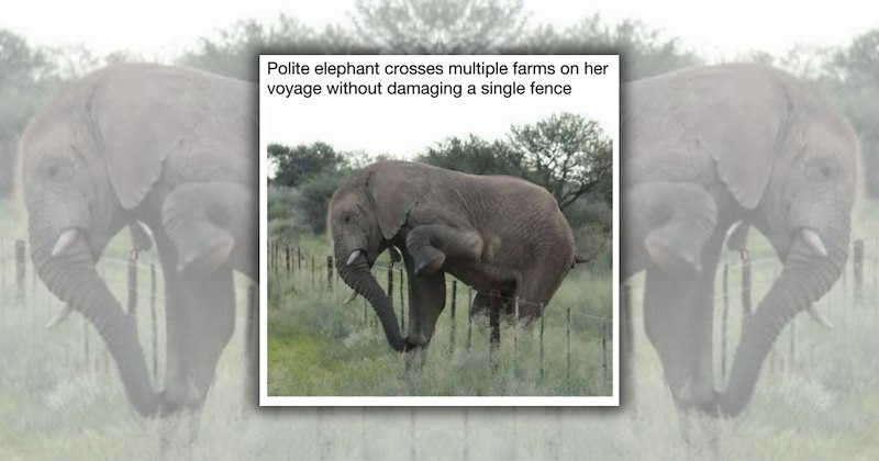 wholesome animals happy animals grumpy neighbor animal memes Animals - 46979333