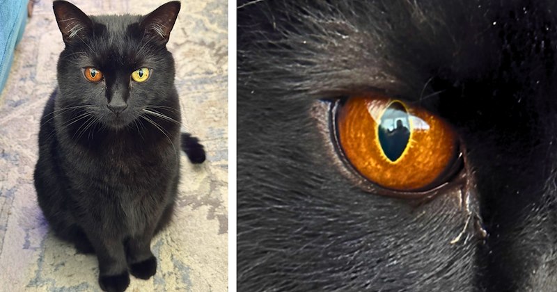 Pictures and commentary of a black cat with two different colored eyes | Thumbnail includes one picture of a black cat with two different eye colors, and one picture of a zoomed in cat eye