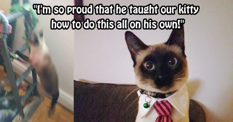 ‘My son trained our cat!’: Pawrent’s child ends months feline destruction after teaching catto sibling to climb ladder instead of scratching wood | thumbnail includes two images one image shows a cat climbing a wooden ladder in bedroom, the other image shows a cat sitting on couch wearing shirt and tie ‘“Im so proud that he taught our kitty how to do this all on his own!”’